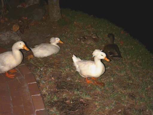 duck005.jpg