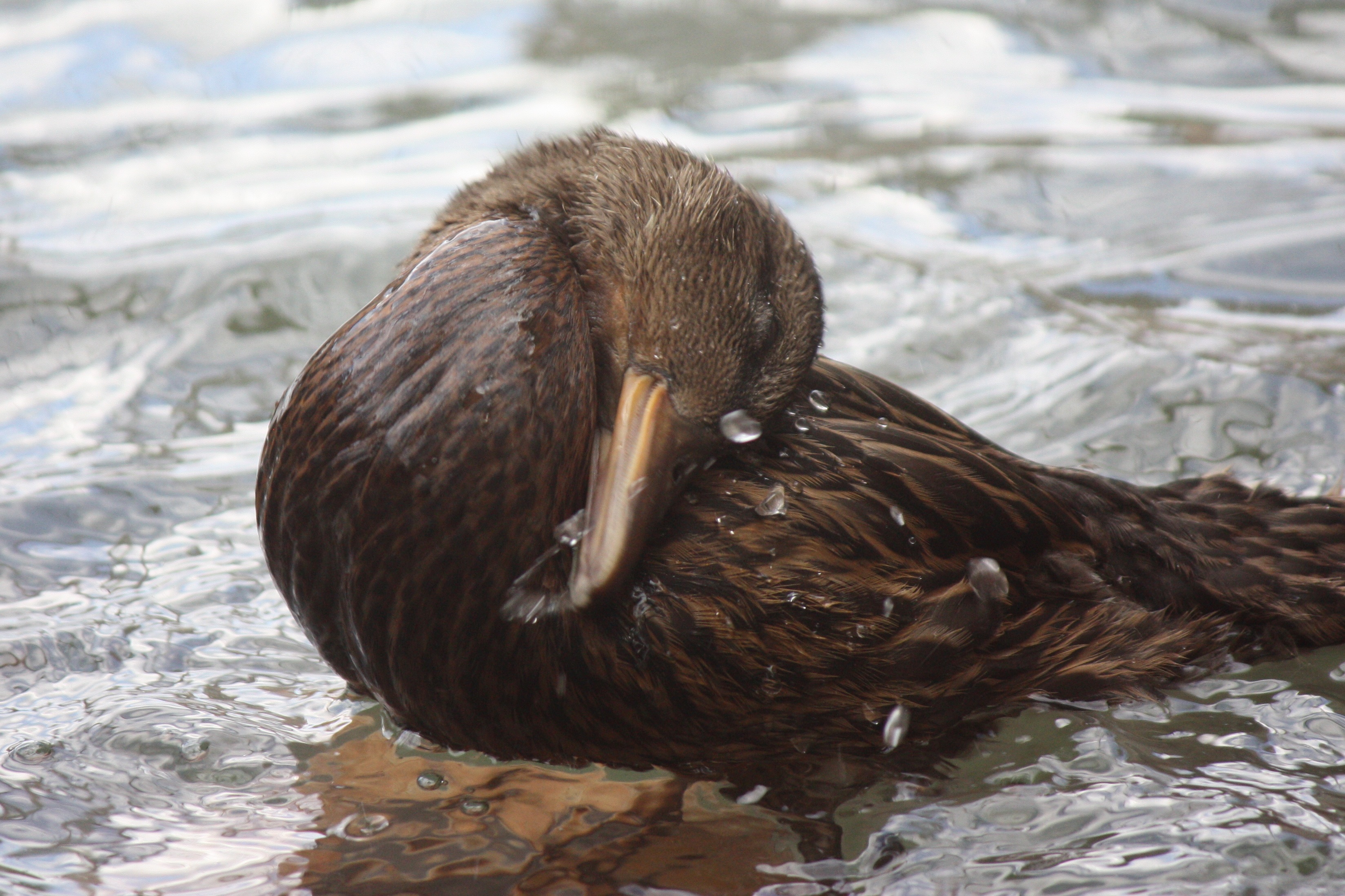 Wet Duck