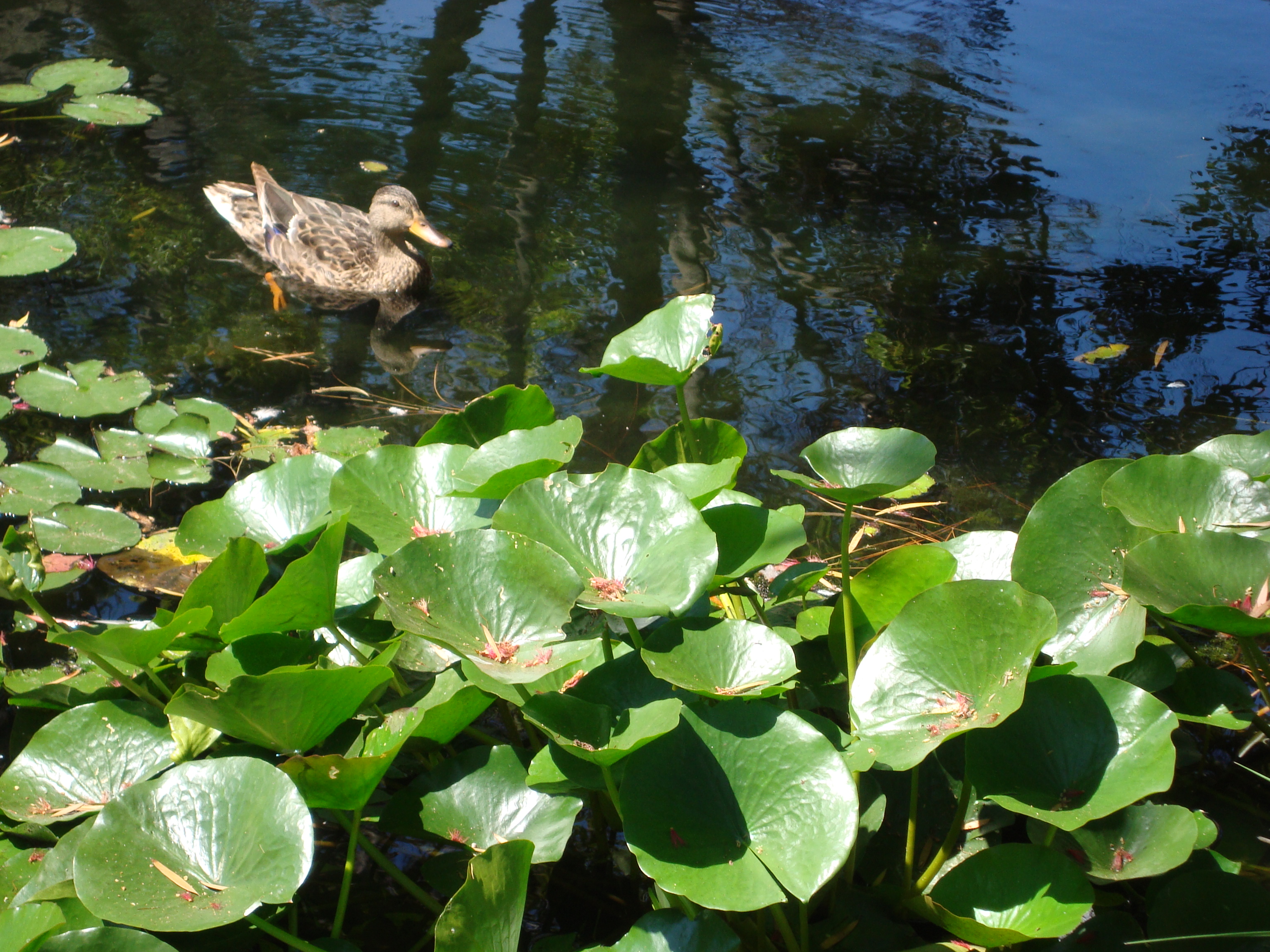 Duck pond