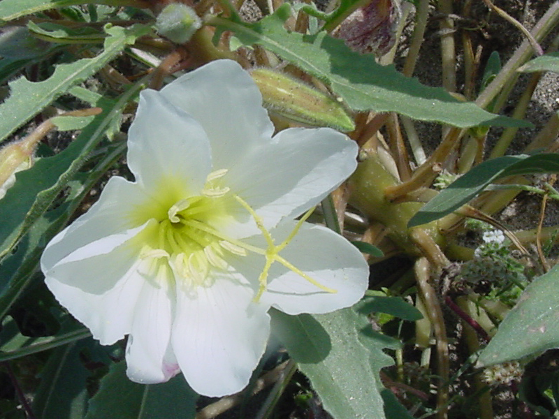Dune Evening Primrose - Oenothera deltoides
