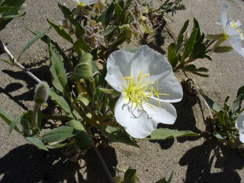 Dune Evening Primrose