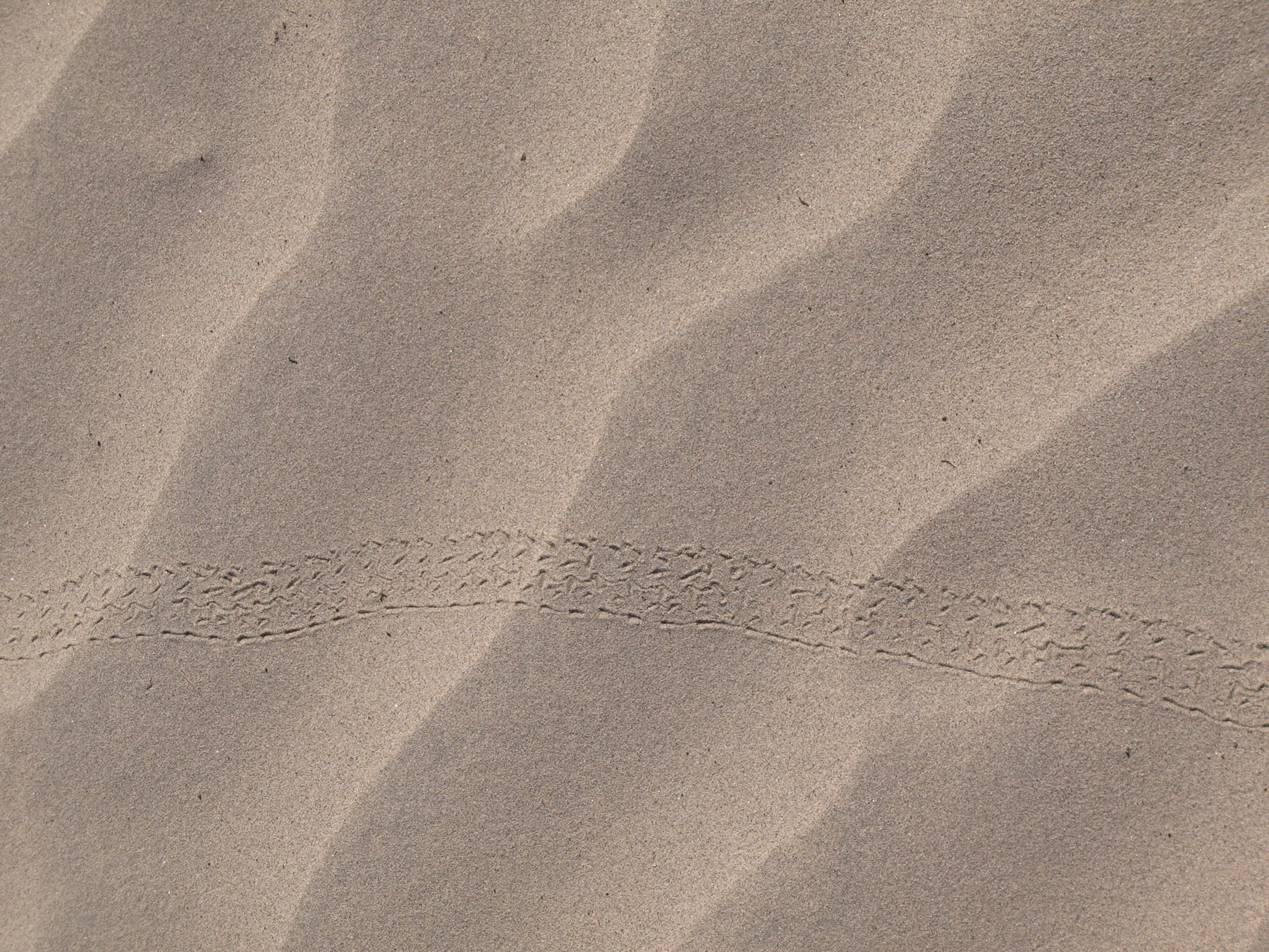 sand dune tracks