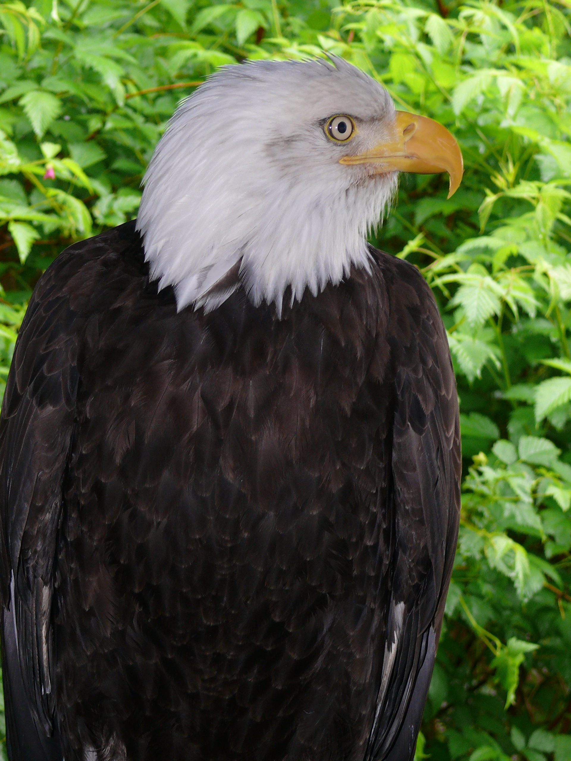 Live eagle named Thor on display in Ketchikan, Alaska