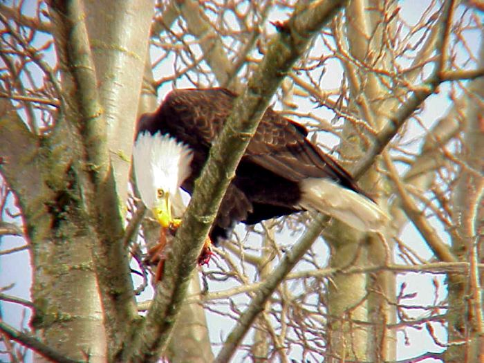 Bald Eagle Feasting