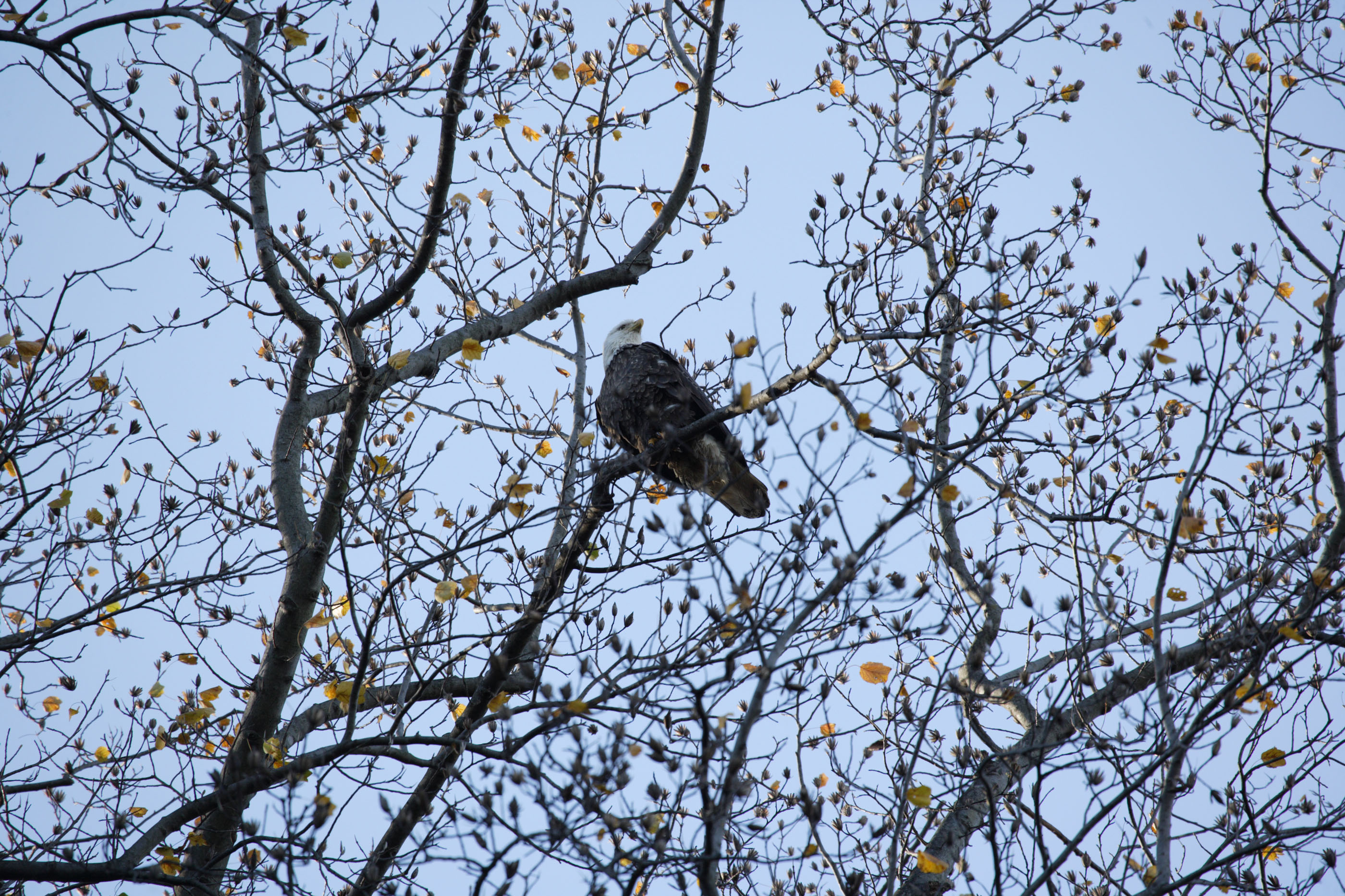 eagle lookout