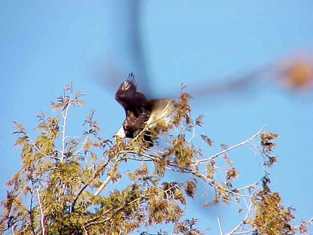 Bald Eagle