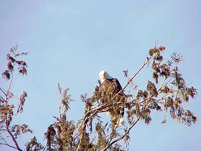 Bald Eagle