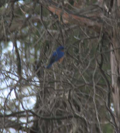 Eastern bluebird