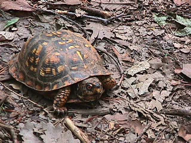 easternboxturtle.jpg