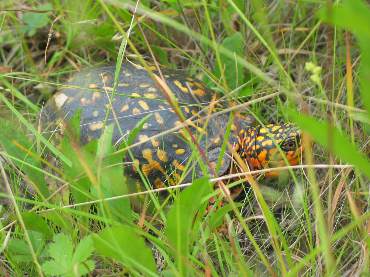 easternboxturtle_terrapenecarolina01.jpg