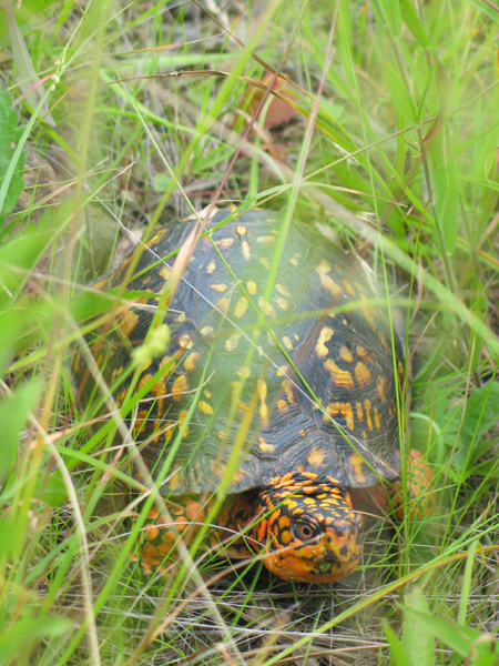 Eastern Boxturtle - Terrapene carolina