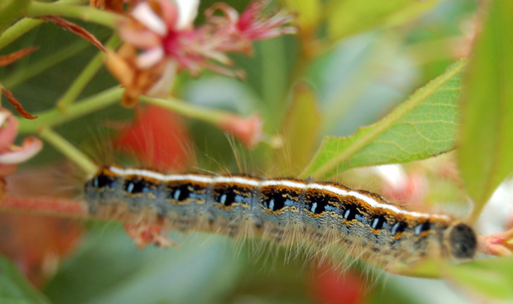 Eastern tent caterpillar