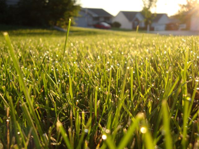 Grass Morning