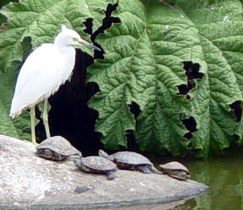 Snowy Egret and Turtles on Rock