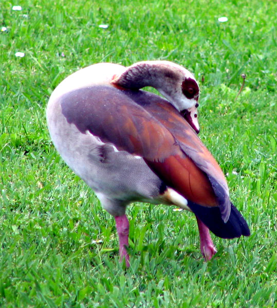 Egyptian Goose