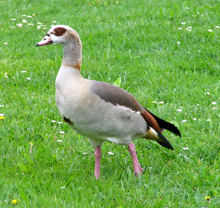 Egyptian Goose