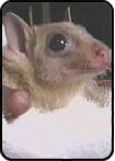 egyptianfruitbat.jpg