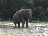 Asian Elephant Dance