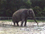 Asian Elephant Dance