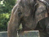 Asian Elephant eating