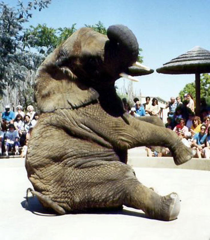 Performing elephant