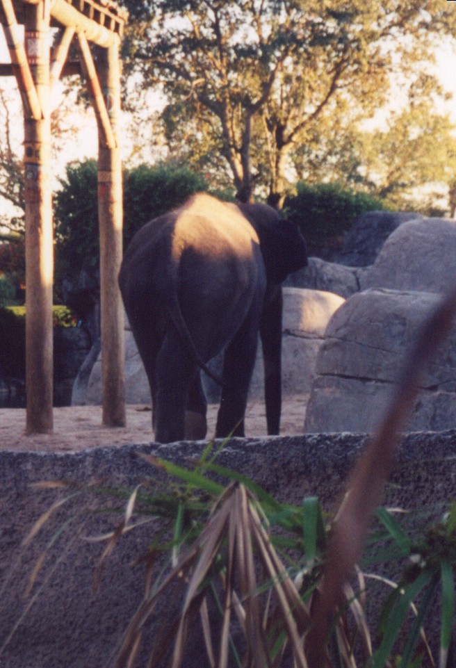 elephant