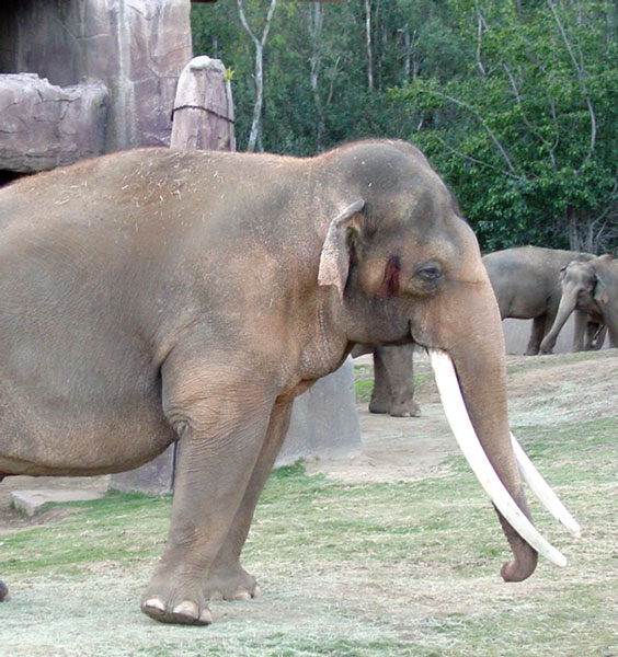 Male Asian Elephant