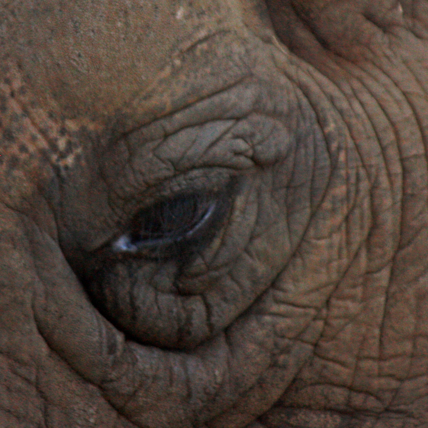 Elephant Eye