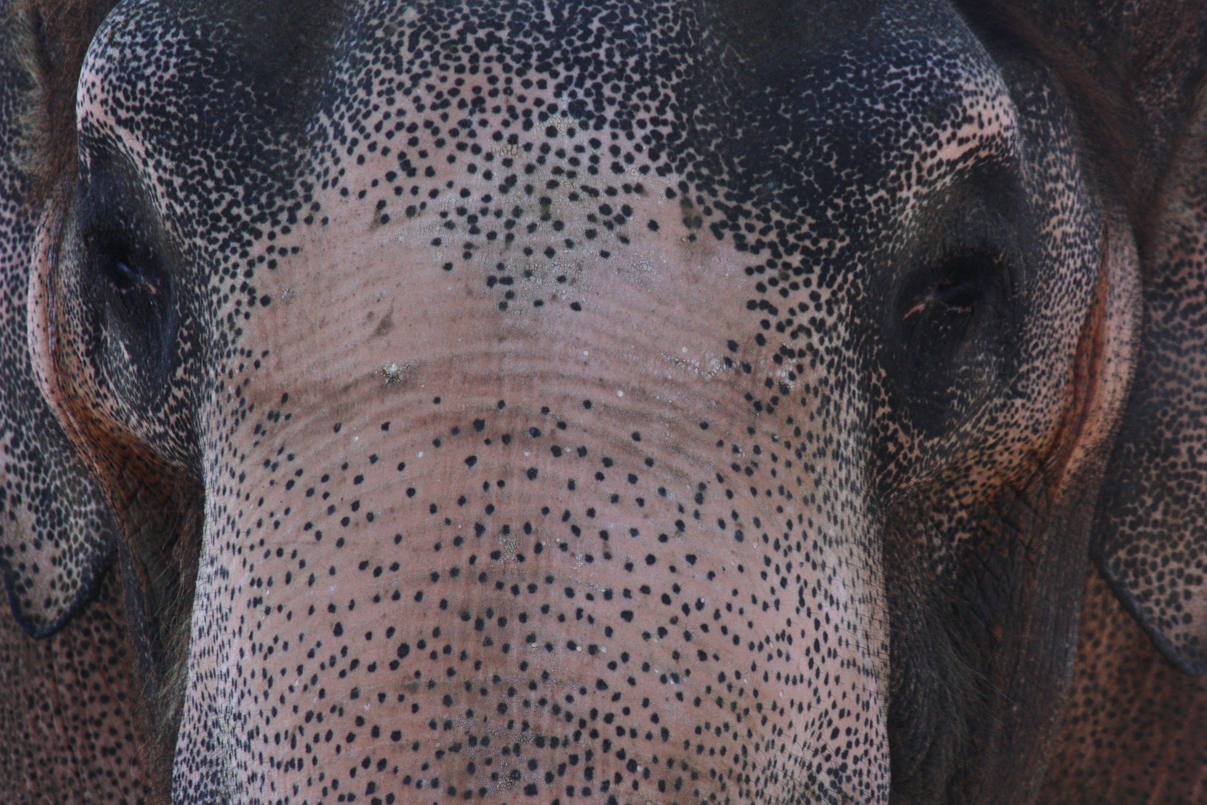 Elephant eating