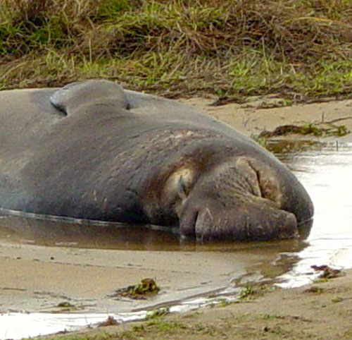 Elephant seals colony: A young male napping