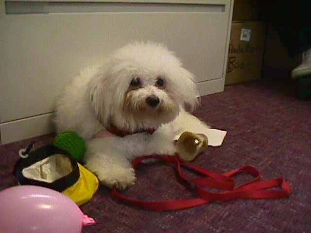 Elizabeth the Bichon Frieze at work