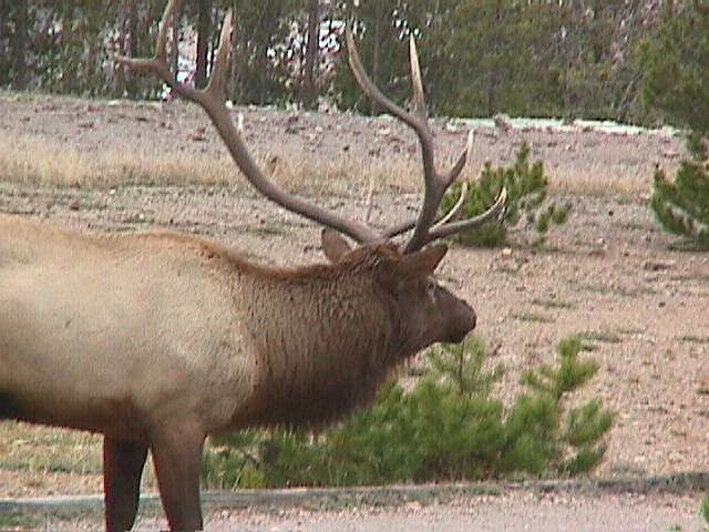 Bull Elk