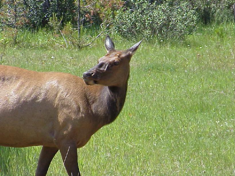 Female Elk