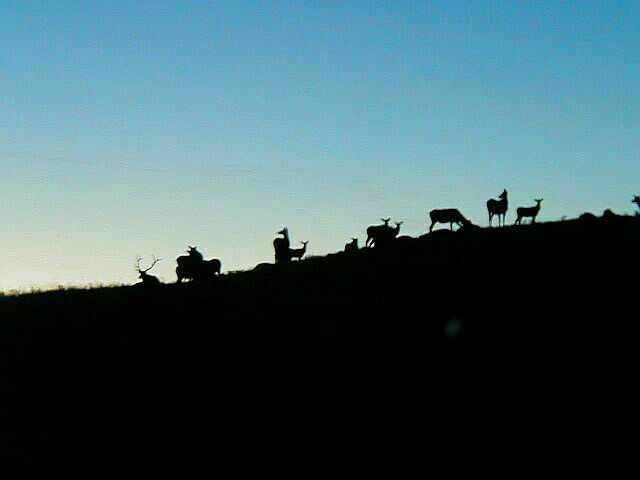 Elk Herd in morning