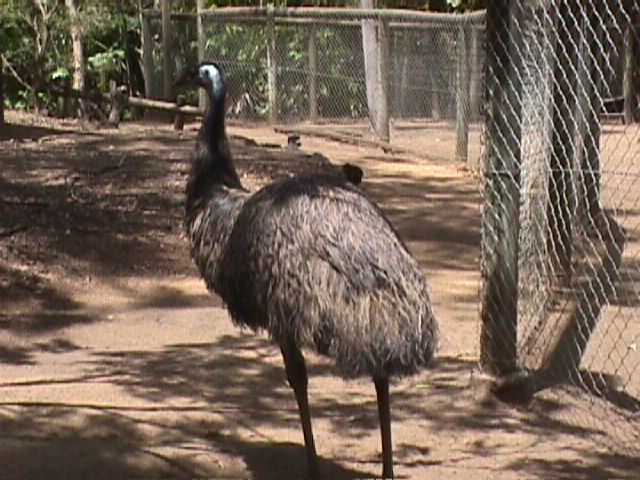 Emu