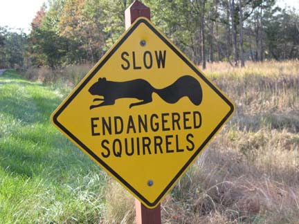 endangered squirrel sign