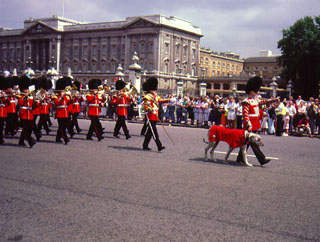 Buckingham Palace Irish Guard