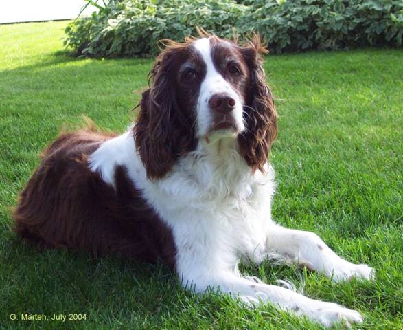 English Springer Spaniel - a fine family pet and hunting dog