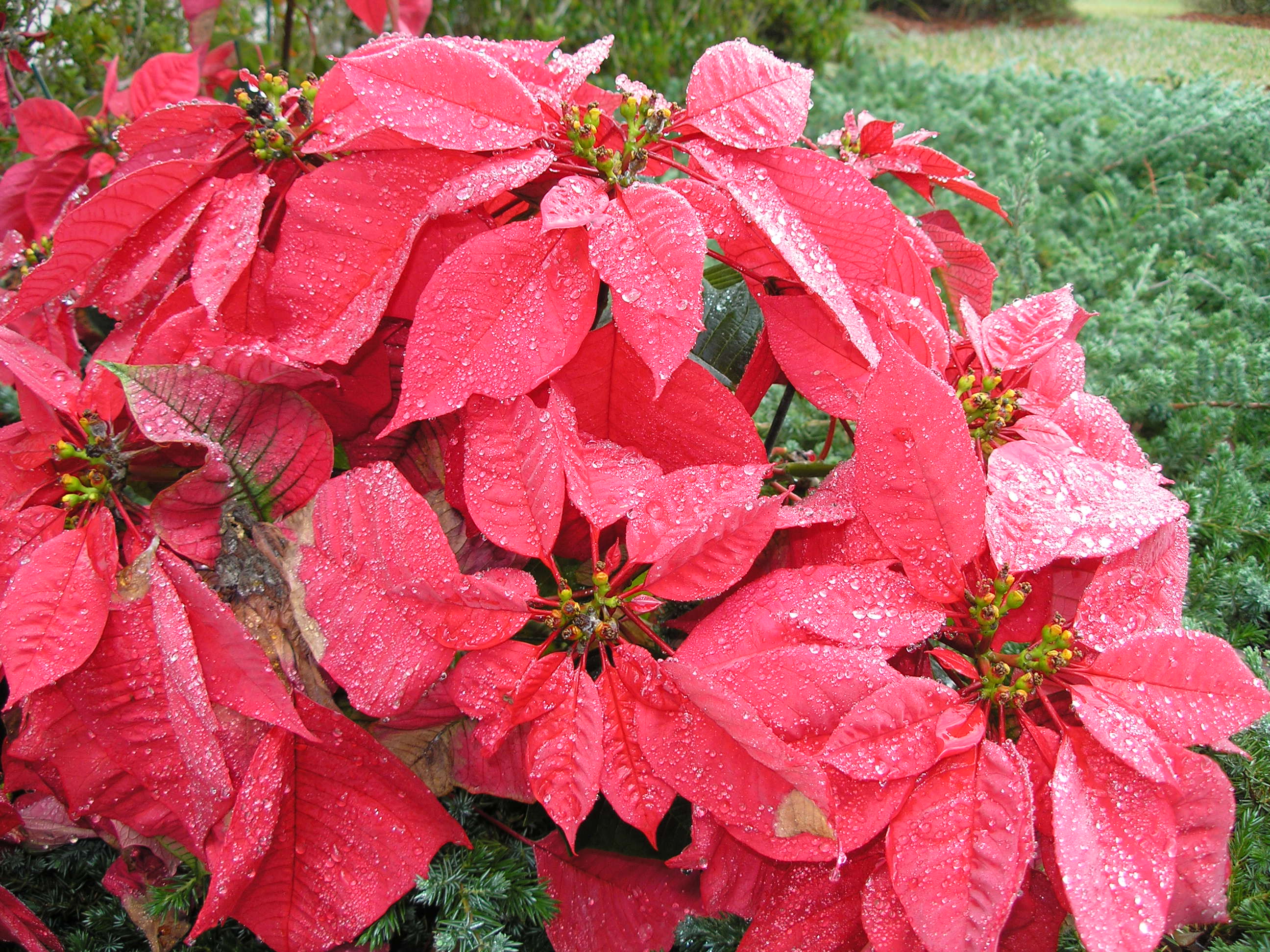 poinsettia and dew