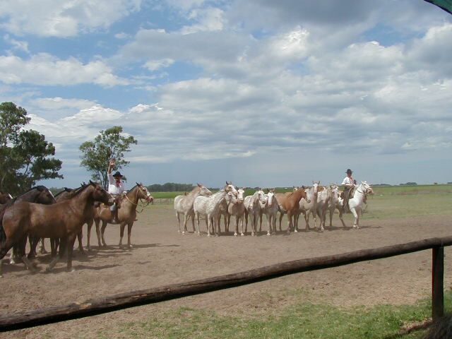 Horses and Gauchos