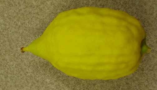 etrog