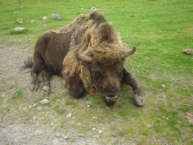 European Bison