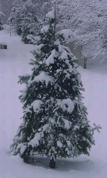 evergreenwithsnow.jpg