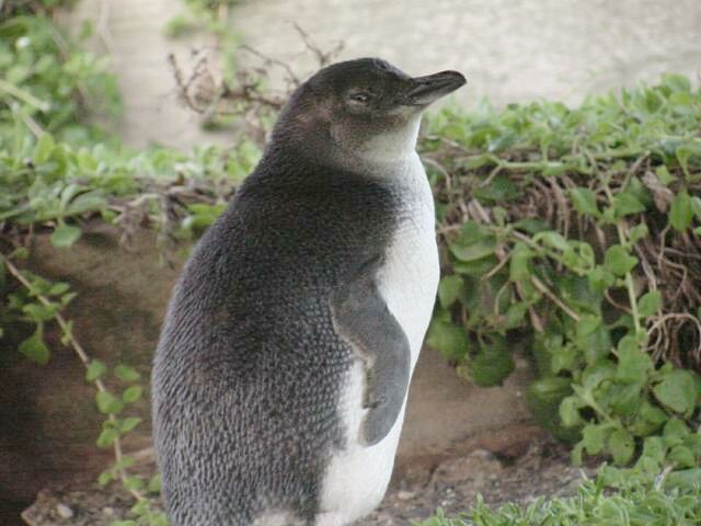 Fairy Penguin