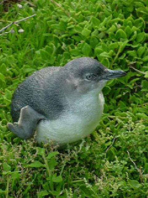 Fairy penguin- molting