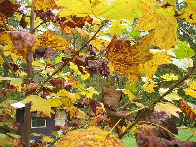 Fall foliage