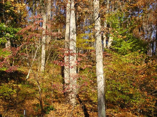 fallredtrees4.jpg