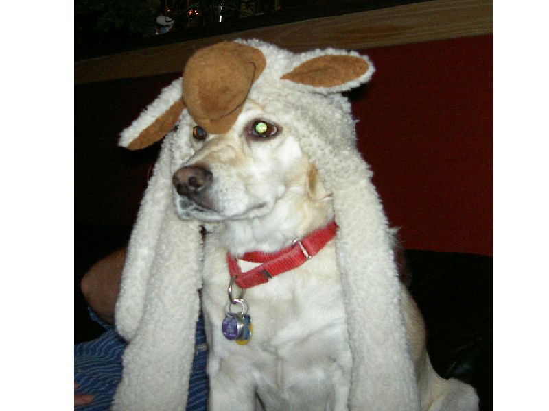 Fargo wolf dog in sheeps clothing