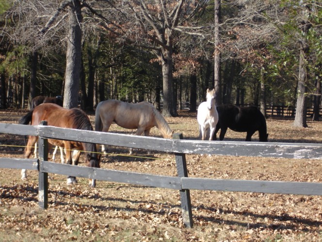 farm horses