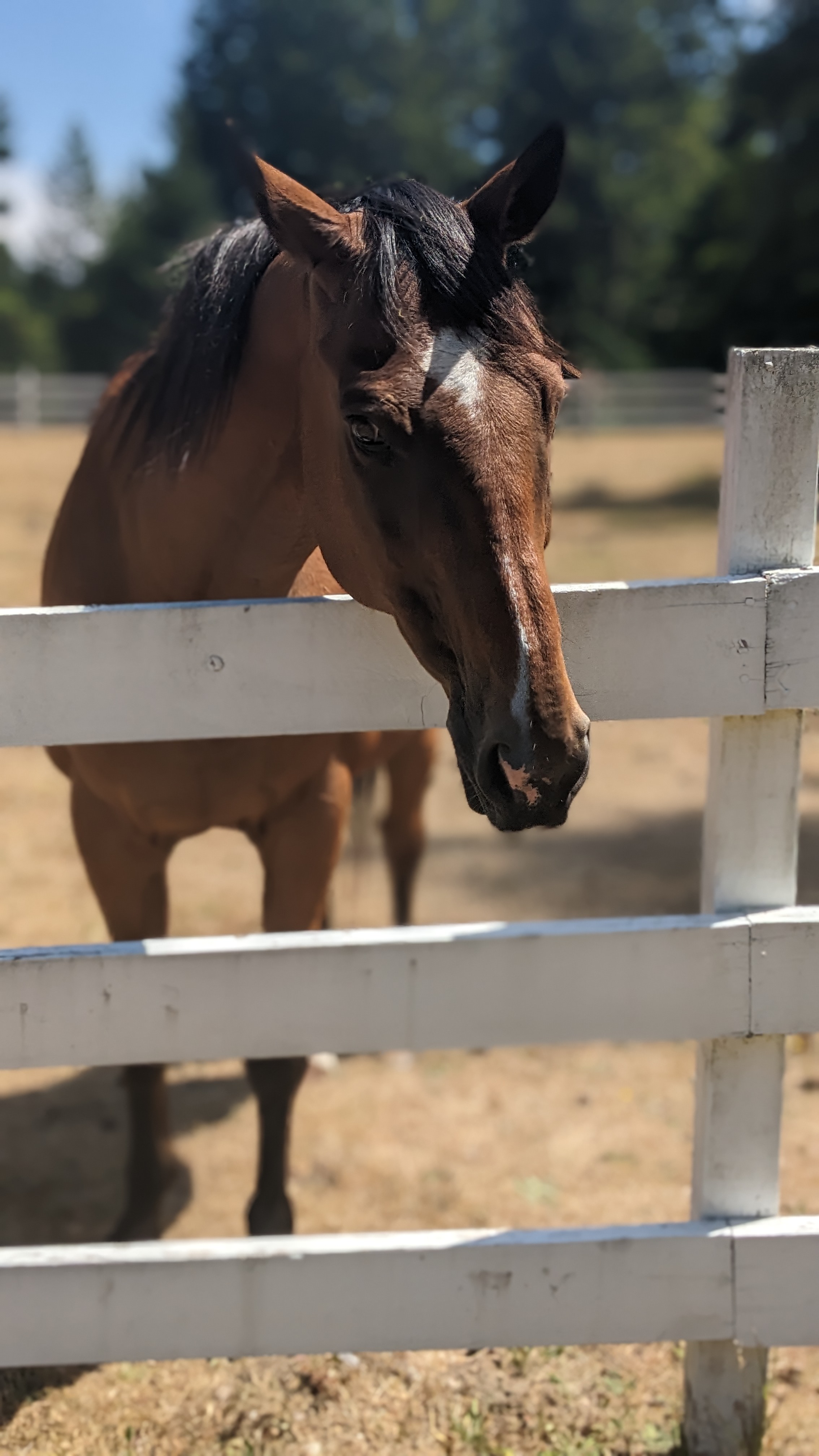 Horse on a farm